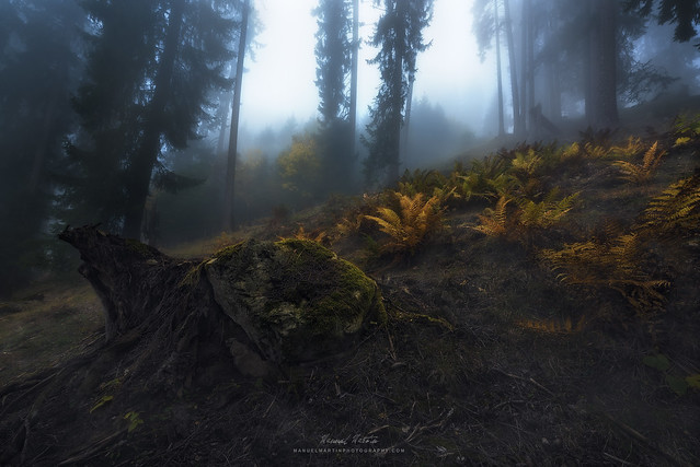 Ferns in the Mist