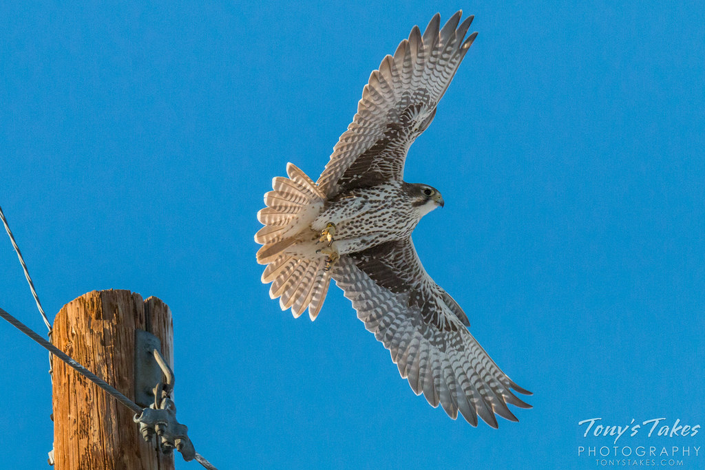 A Prairie Falcon launches into the air from a utility pole.  (© Tony’s Takes)