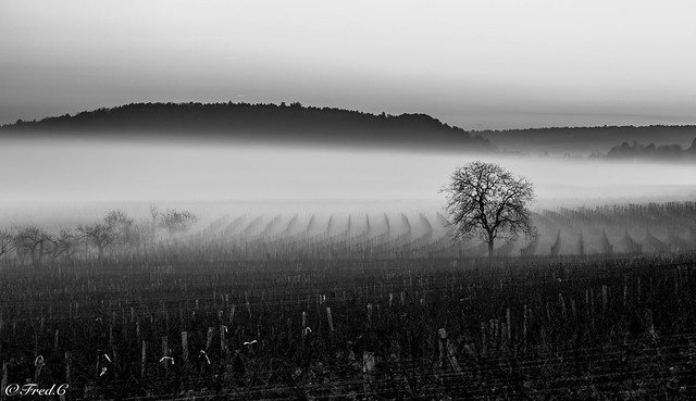 Brouillard sur les vignes
