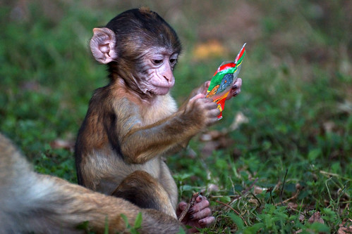 discover - baby monkey portrait - Barbary Macaque - Berberaffe | by okrakaro