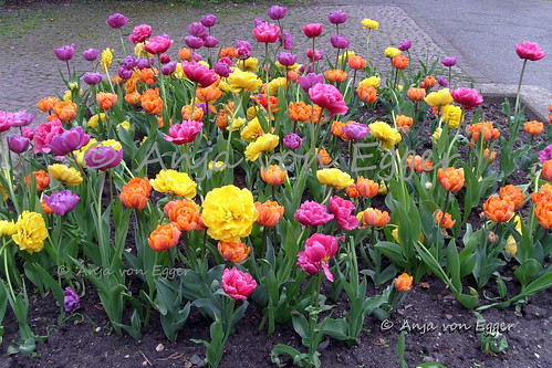 spring blumen frühling tulpen tulipany kolorywiosny anjavonegger kolorowetulipany