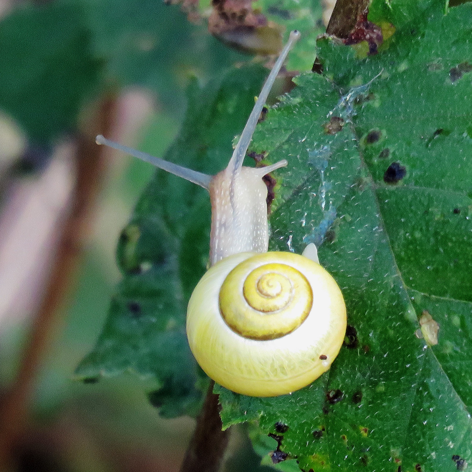 White-lipped Snail - Cepaea hortensis