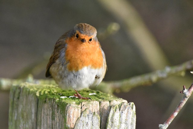 Do I know you? - Robin, Wirral, UK