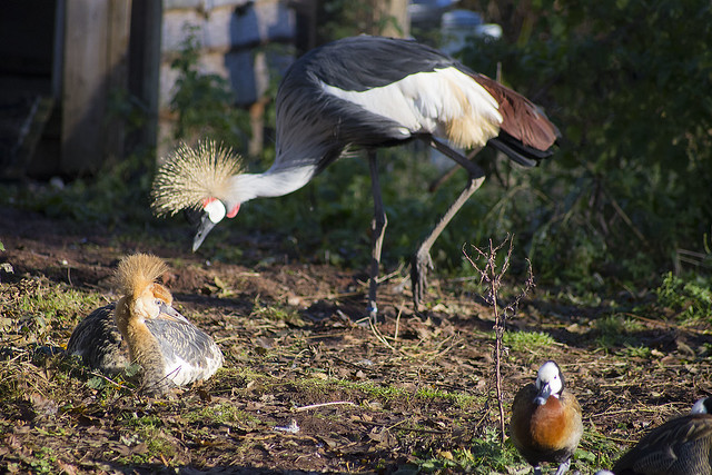 Crowned Crane and Her Young