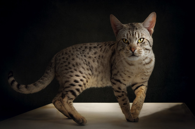 Ocicat