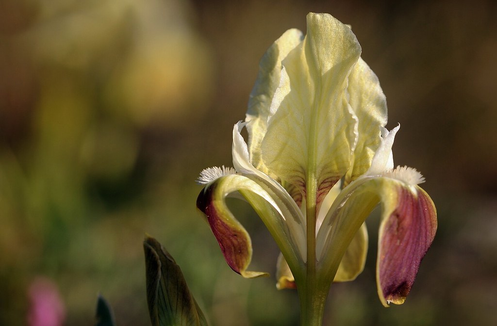 Attische Zwergiris, Iris attica