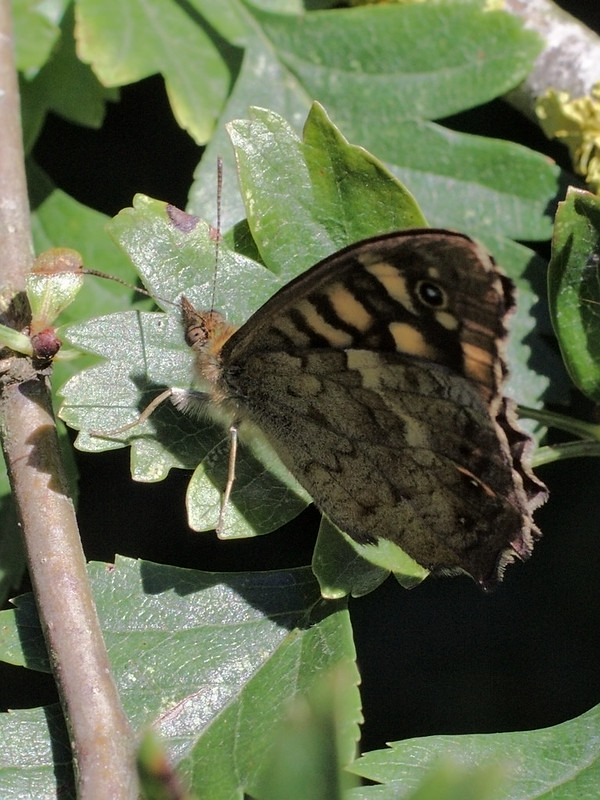 Speckled wood on hawthorn