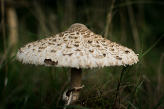 Closeup of Mushroom - DSC00384_Export