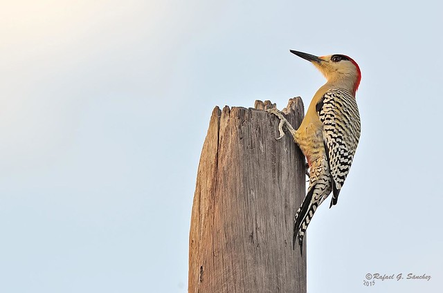 West Indian woodpecker - Pic à sourcils noirs - Carpintero jabado - Melanerpes superciliaris superciliaris