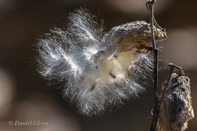 common milkweed seeds ready to fly away
