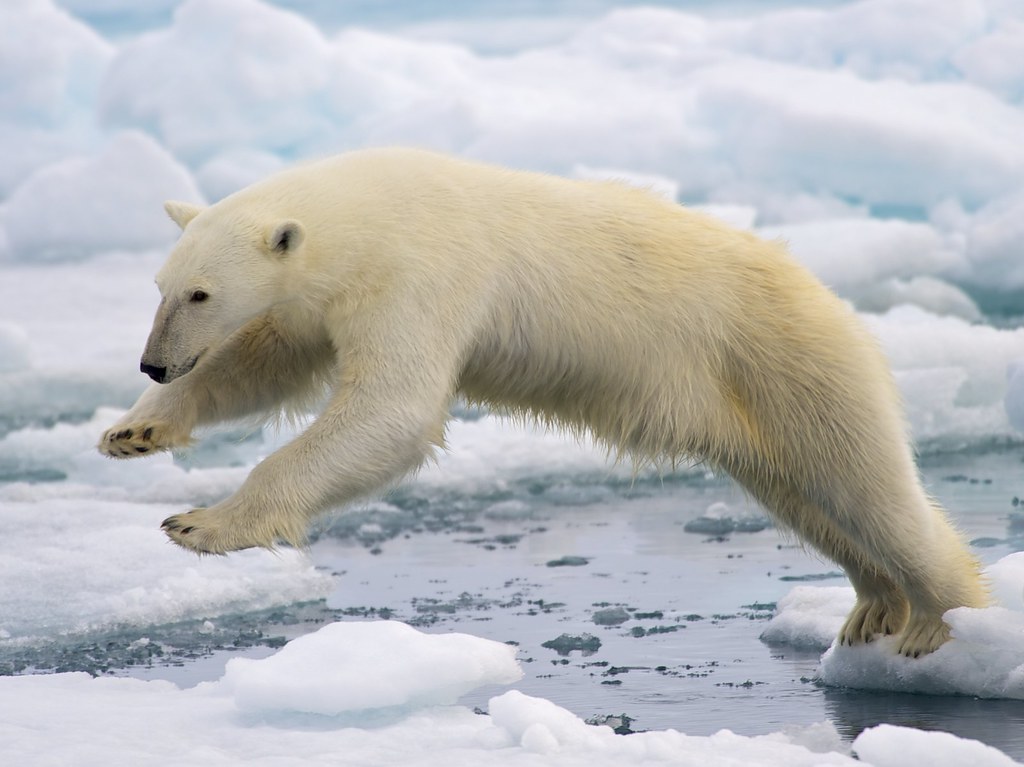 5 Animals That Could Defeat A Polar Bear