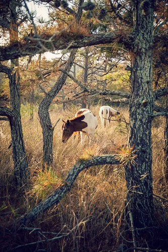 pinto ponies | by Jennifer MacNeill