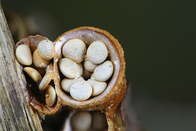 Common Bird's-nest Fungus