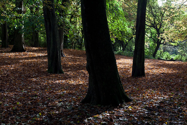 Leaf litter | Hampstead Heath | Autumn in Hampstead-5