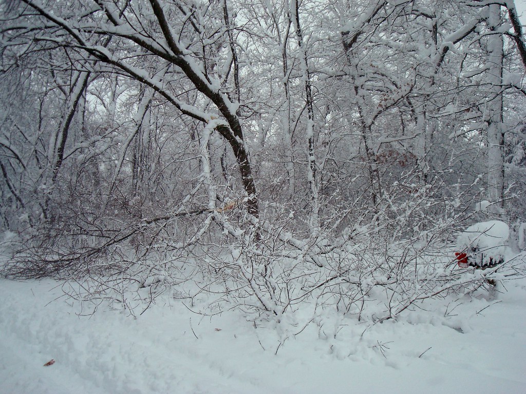 Winter Storm of Dec. 2009 Aftermath 3