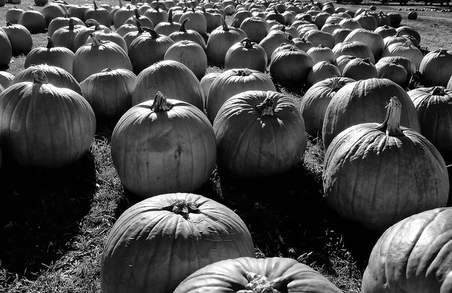 At the pumpkin farm