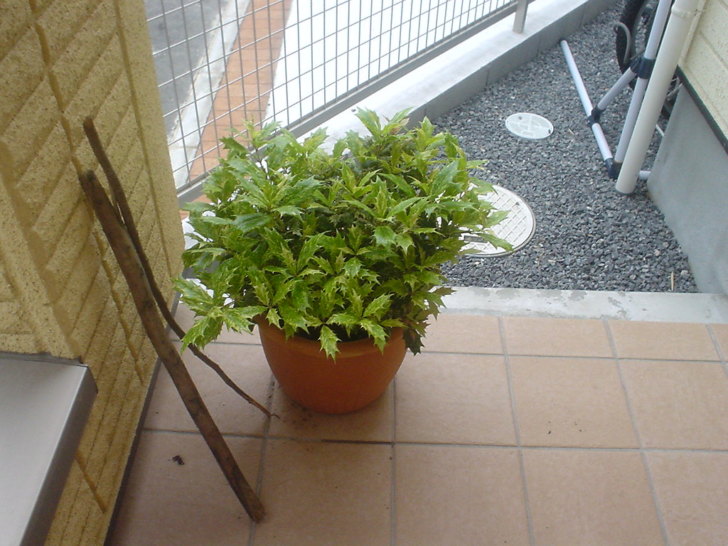 五色ヒイラギ 玄関の魔除け 五色ヒイラギがすくすくと成長するので一回り大きな鉢に植え替えました Tototi Flickr