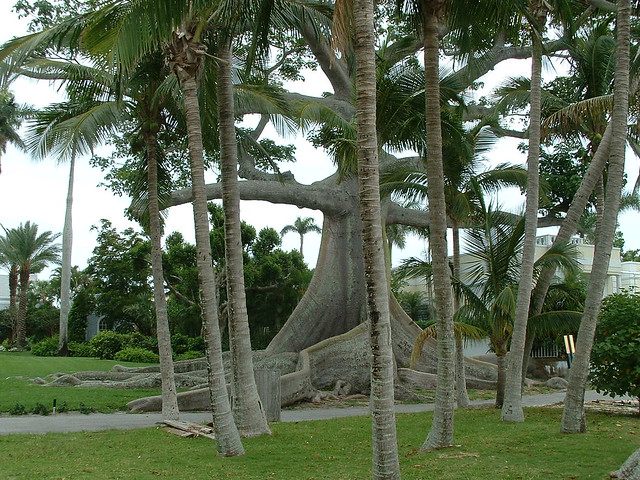 Kapok tree, A very weird-shaped tree surrounded by palms.