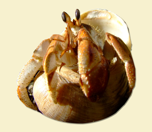 hermit crab - removed background