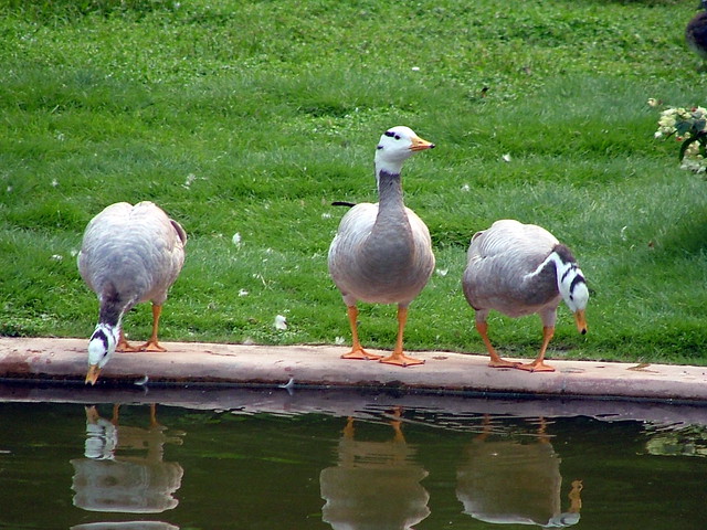 Three Ducks - Hong Kong Park - September 2005