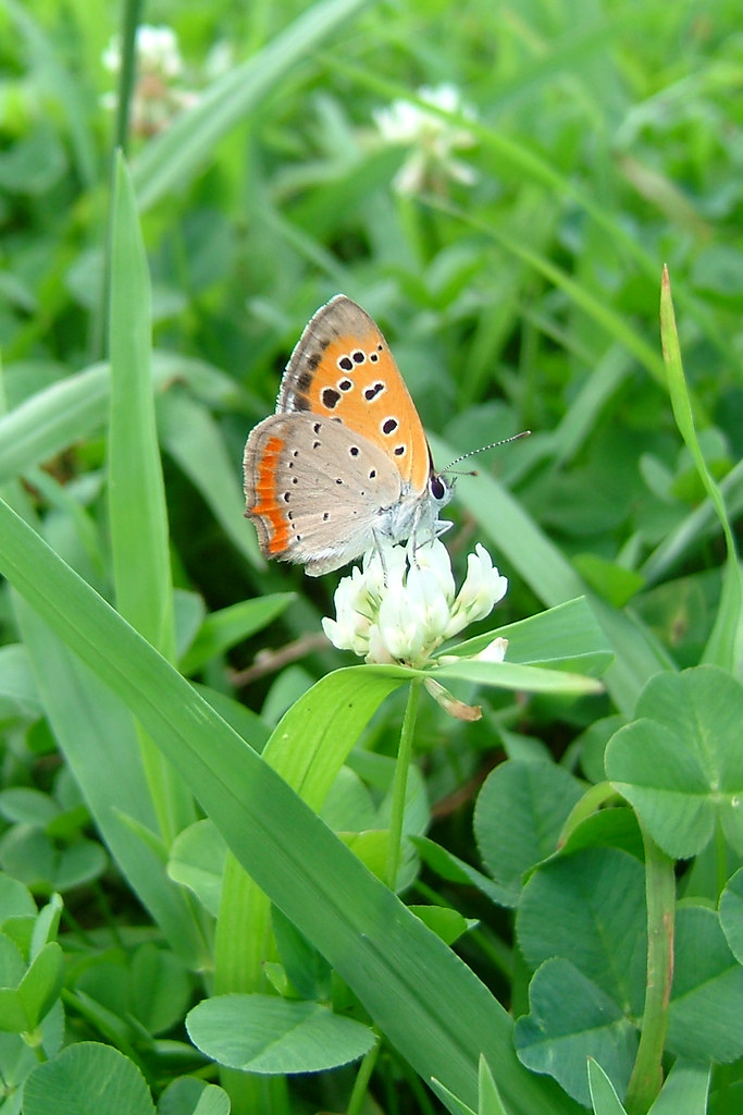 butterfly