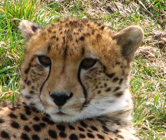 Cheetah - a photo on Flickriver