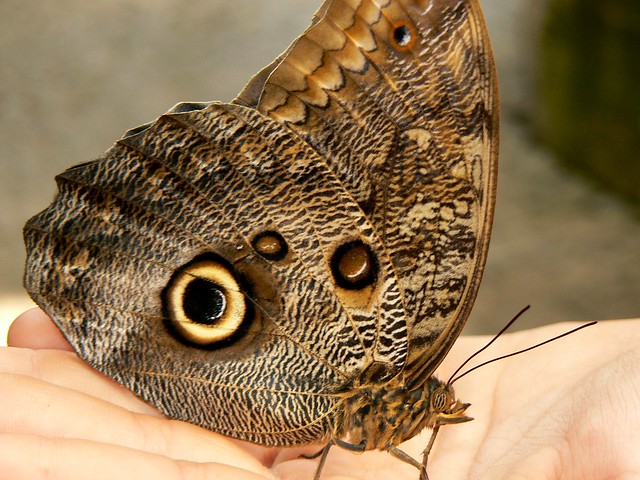 ~Magnificent Owl Butterfly~
