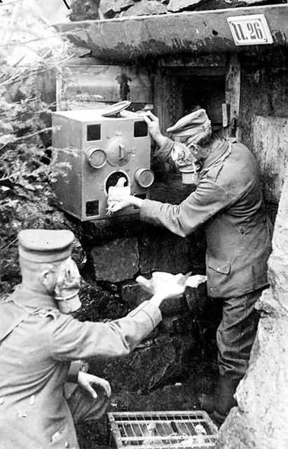 #German soldiers in gas masks placing carrier pigeons into a gas-proof chamber, probably during an anti-gas drill. WW1. (unknown year) [529x824] #history #retro #vintage #dh #HistoryPorn http://ift.tt/2guoq60