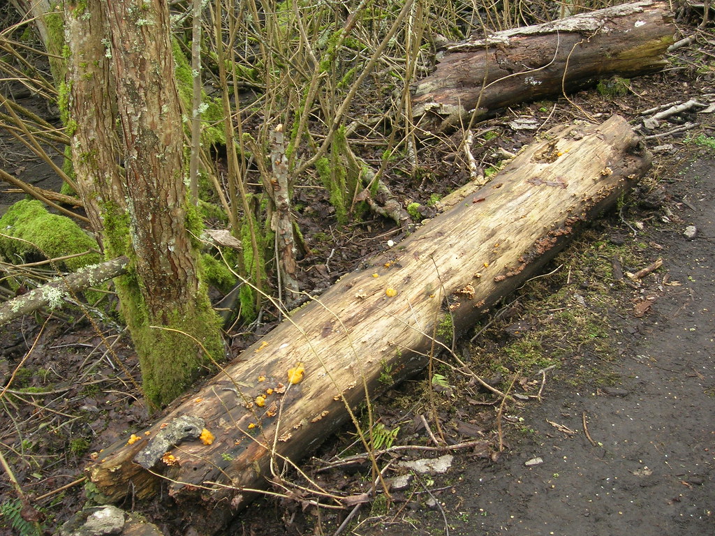 Parasite on parasite at Nisqually Wildlife Refuge | This is … | Flickr