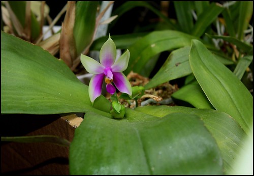 Phalaenopsis bellina 21088633388_e68ecaa81e