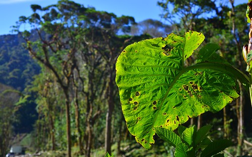 desktop plants landscape jungle panama cloudforest chiriqui featured parqueinternacionallaamistad cerropuntavalley volcanbaruhighlands
