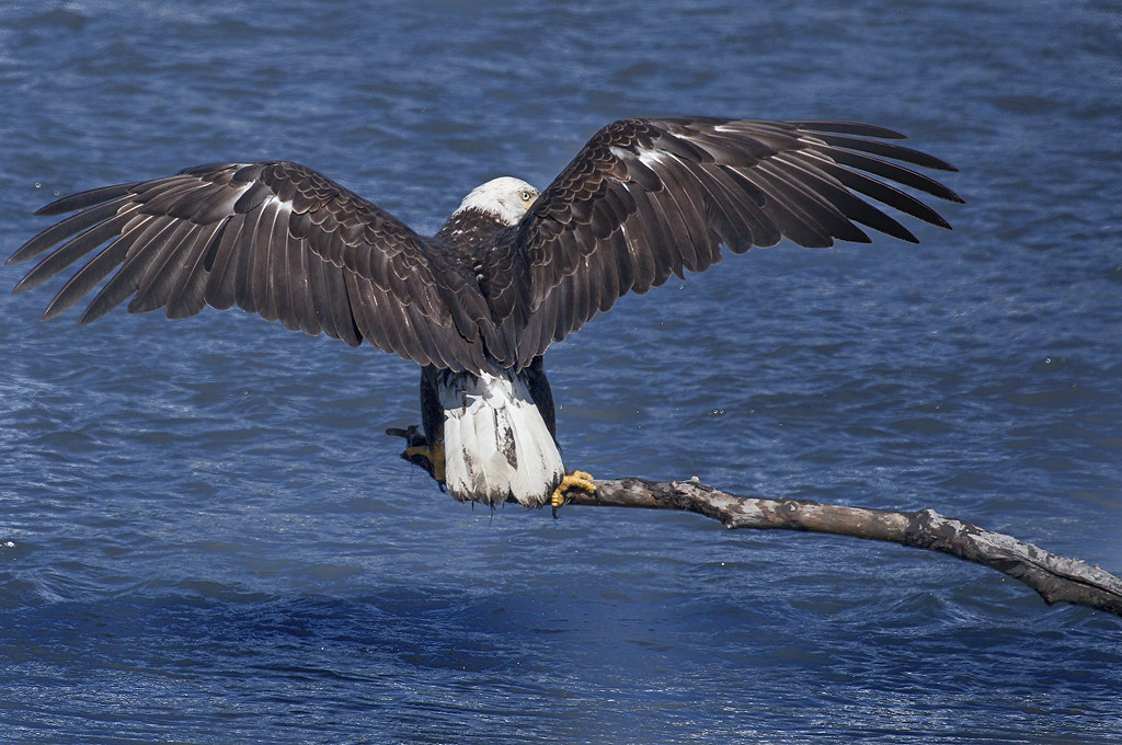 Eagle fishing in Valdez Bay 27