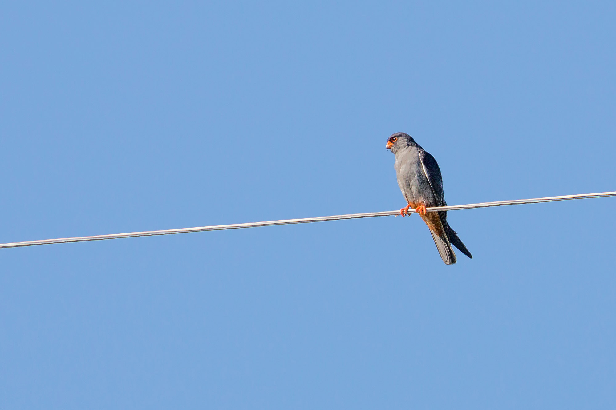 Amur Falcon - Mongolia