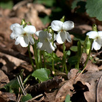 Sweet Violet white  -  Viola mammola bianca (Viola odorata)_011