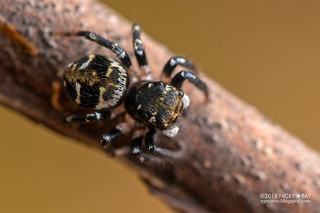 Jumping spider (Salticidae) - DSC_7625