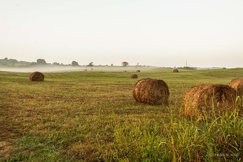 summer fog rural country earlymorning farms ruralscenes adobelightroom nikond60 backroadphotography leecountyva