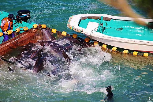 These innocents have zero chance against boats, nets and groups of men - at Taiji, Japan Hell | by auksinis_kardas