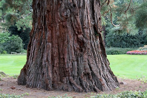 Sequoiadendron giganteum - séquoia géant 22121396882_2b404532a6