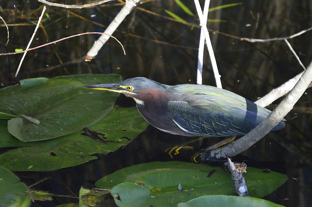 Green Heron (Butorides virescens), Anhinga Trail, Everglades National Park, FL.