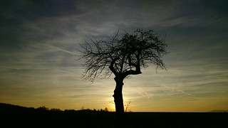 Sunset Sunset Nature Tree Silhouette Dramatic Sky No People Cloud - Sky Beauty In Nature Sky Outdoors Storm Cloud Single Tree