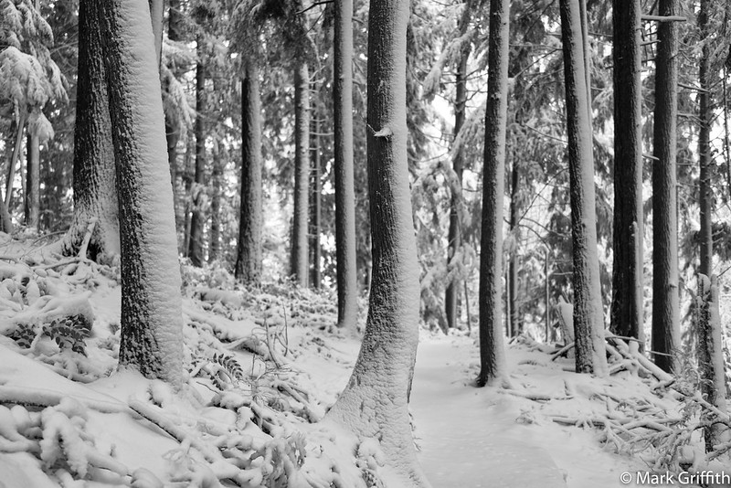 Striped Trees