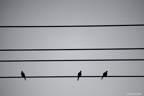 california ca white black birds sunrise sitting socal wires southerncalifornia orangecounty oc theoc doves sanjuancapistrano klatch blackwhitepassionaward