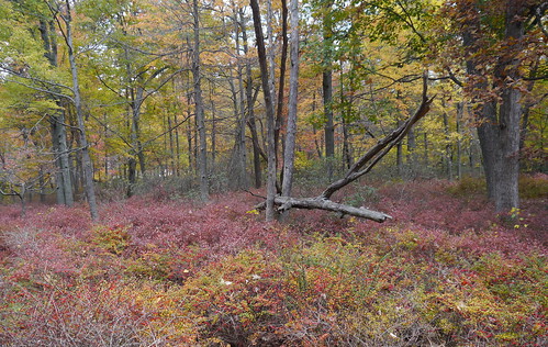 autumn fall pennsylvania hike trail sevenmountains midstatetrail roadsiderest baldeaglestateforest route322 mifflincounty pennswoods