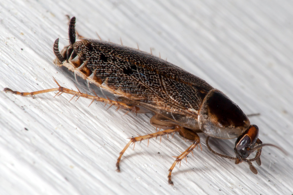 Primitive Cockroach What Do Cockroaches Eyes Consist Of? – ELBUH