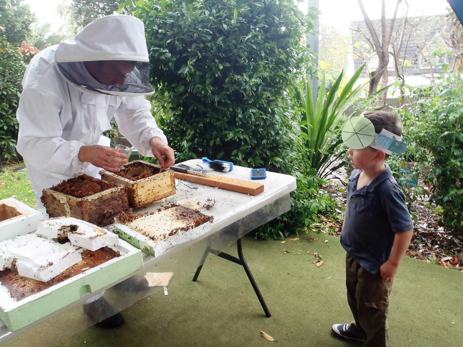 we split our native beehive- these social bees are stingless and they help with pollination