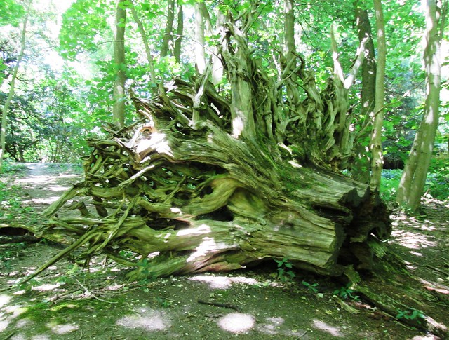 Tree roots by Reigate Fort 2