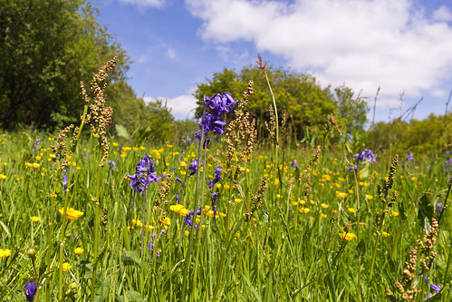 meadow summer june bluebell buttercup grass grassland flower dorset england nature shrubs trees outdoor landscape