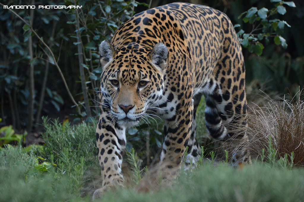 Jaguar ( Rica ) - Artis