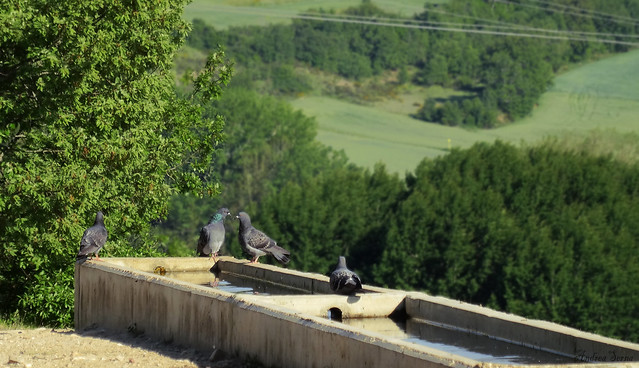 Reunion de palomas//meeting of pigeons