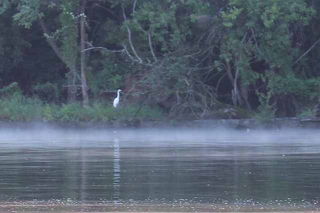 Egret, Fog, Anacostia River